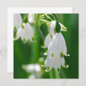 Snow Drop Lily (Front/Back)