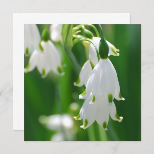 Snow Drop Lily (Front/Back)