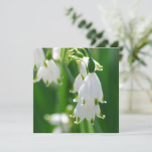 Snow Drop Lily (Standing Front)