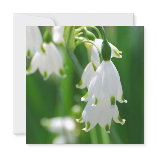 Snow Drop Lily