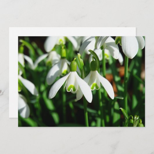 Snow Drops - Winter Blooming Bulb Flowers (Front/Back)