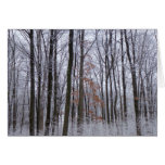 Snow Dusted Forest Winter Landscape Photography