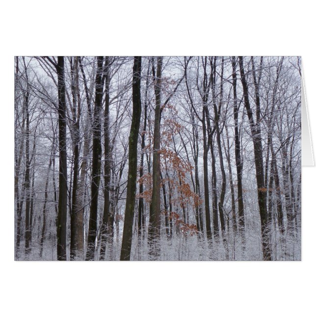 Snow Dusted Forest Winter Landscape Photography Cards (Front Horizontal)