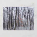 Snow Dusted Forest Winter Landscape Photography Postcard