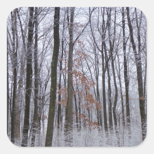 Snow Dusted Forest Winter Landscape Photography Square Sticker