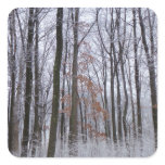 Snow Dusted Forest Winter Landscape Photography Square Sticker