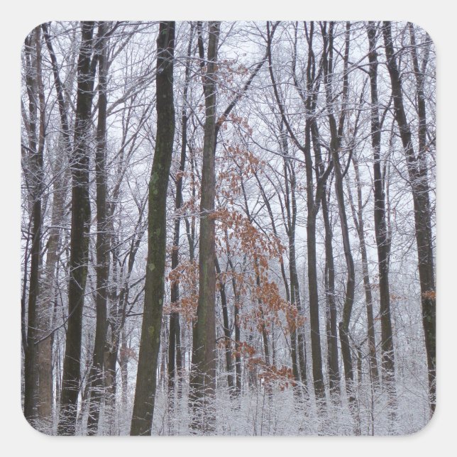 Snow Dusted Forest Winter Landscape Photography Square Sticker (Front)