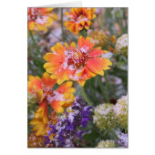 Snow-dusted gaillardia (Front)