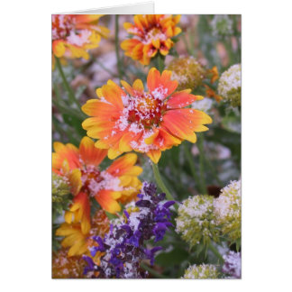 Snow-dusted gaillardia cards
