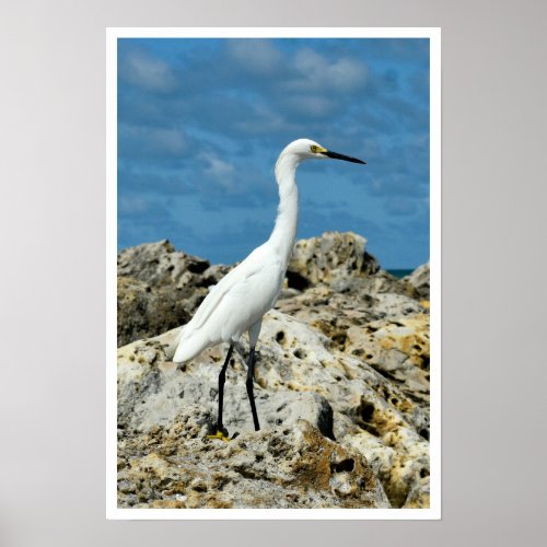 Snow Egret on the Rocks Poster