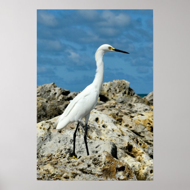 Snow Egret on the Rocks Poster (Front)