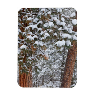 Snow fills the boughs of ponderosa pine trees magnet