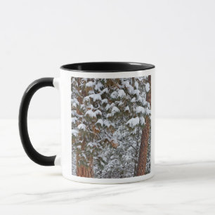 Snow fills the boughs of ponderosa pine trees mug