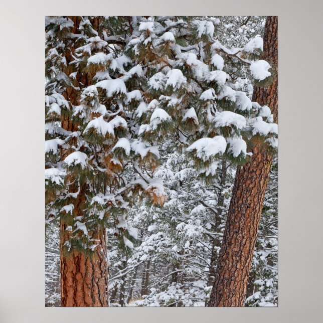 Snow fills the boughs of ponderosa pine trees poster (Front)
