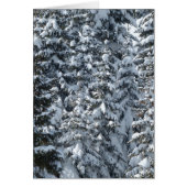 Snow Fir Tree Texture Cards (Front)