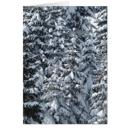 Snow Fir Tree Texture Cards (Front)