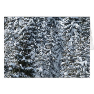 Snow Fir Tree Texture Cards