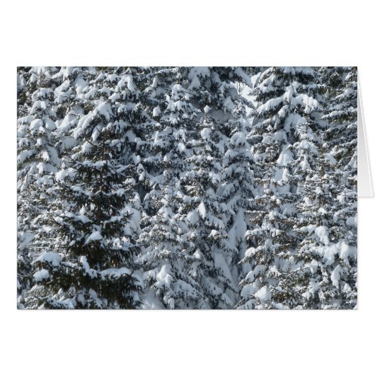 Snow Fir Tree Texture Cards (Front Horizontal)