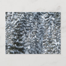 Snow Fir Tree Texture