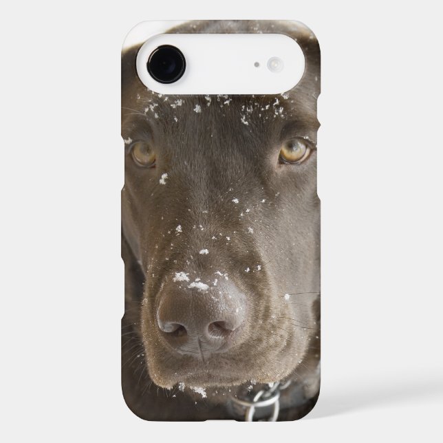 Snow Flake Covered Chocolate Lab Photo Close Up Case-Mate iPhone Case (Back)