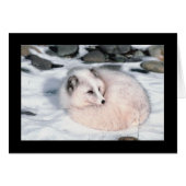 Snow Fox (Front Horizontal)