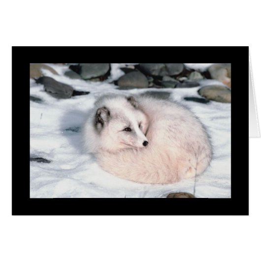 Snow Fox Cards (Front Horizontal)
