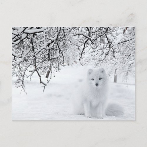 Snow Fox in Winter Woods Postcard