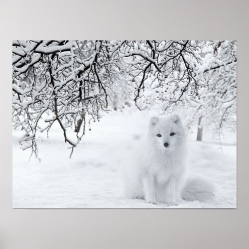 Snow Fox in Winter Woods Poster