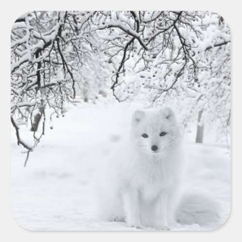 Snow Fox in Winter Woods Square Sticker