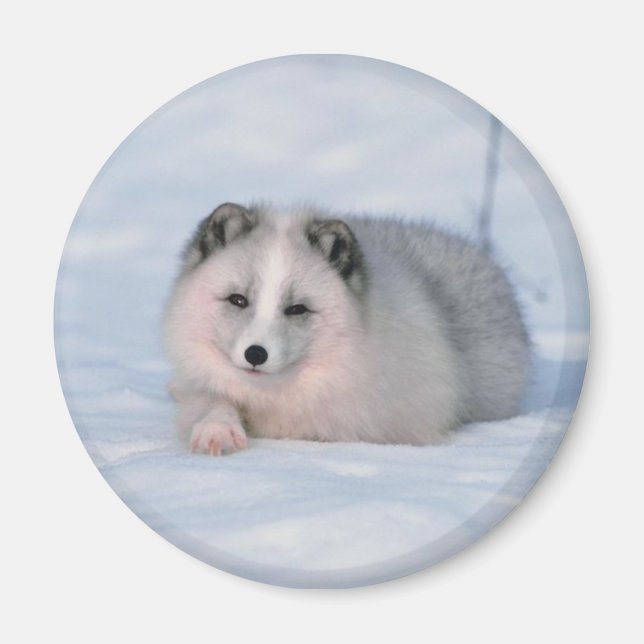 Snow Fox Magnet (Front)