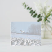 Snow Geese (Standing Front)