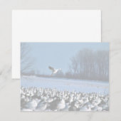 Snow Geese (Front/Back)
