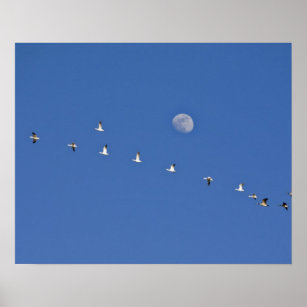 Snow geese and Canadian geese take flight at Poster
