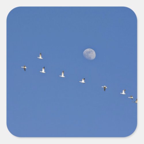 Snow geese and Canadian geese take flight at Square Sticker