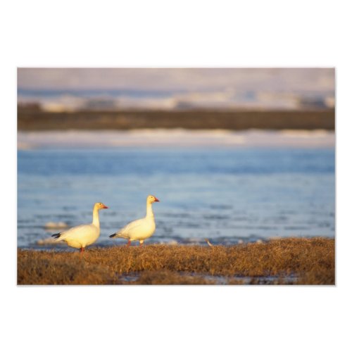 snow geese Chen caerulescens pair on a Photo Print