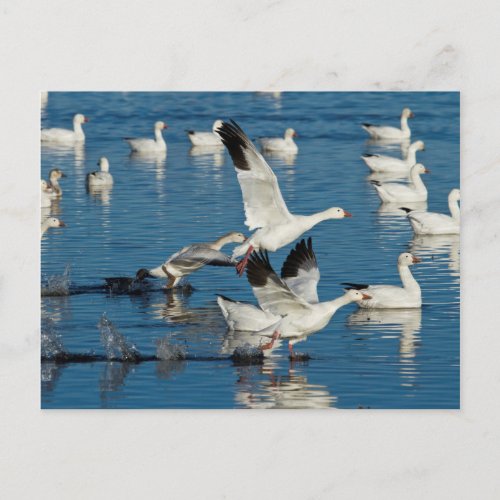 Snow Geese Chen Caerulescens Taking Off Postcard