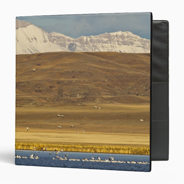 Snow geese during spring migration 3 ring binder (Front/Inside)