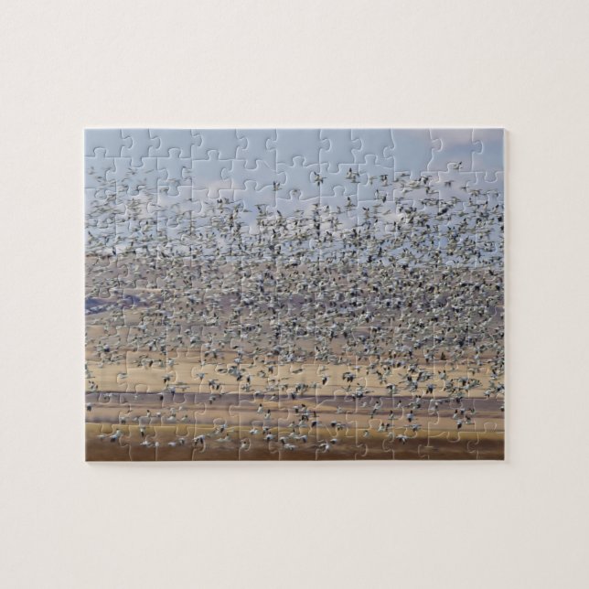 Snow geese during spring migration jigsaw puzzle (Horizontal)