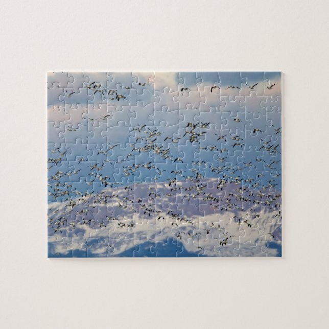 Snow geese during spring migration jigsaw puzzle (Horizontal)