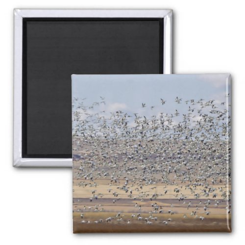 Snow geese during spring migration magnet