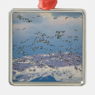Snow geese during spring migration metal ornament