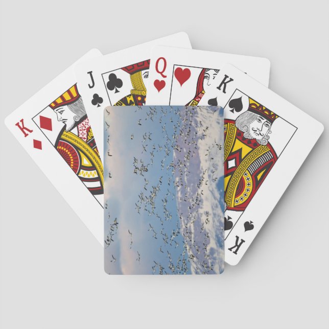 Snow geese during spring migration poker cards (Back)