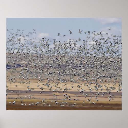 Snow geese during spring migration poster