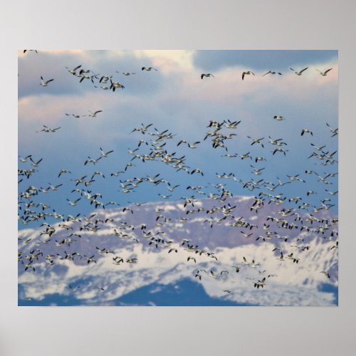 Snow geese during spring migration poster