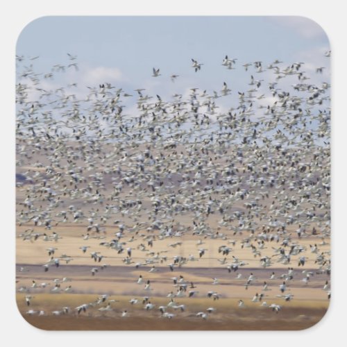 Snow geese during spring migration square sticker