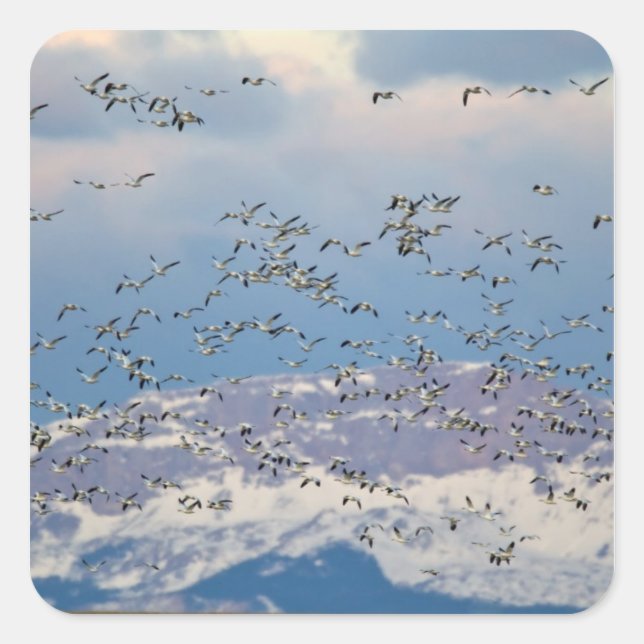 Snow geese during spring migration square sticker (Front)