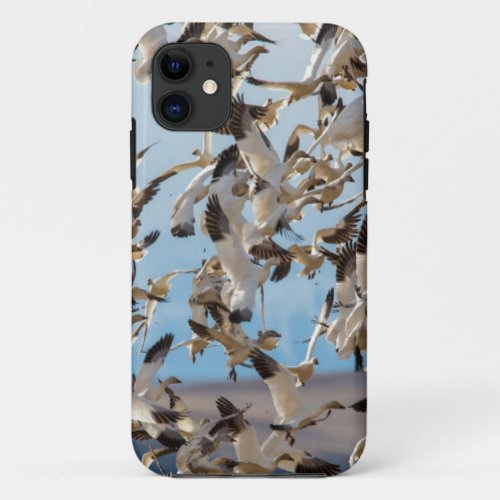 Snow Geese Fill The Sky After Feeding In Barley iPhone 11 Case