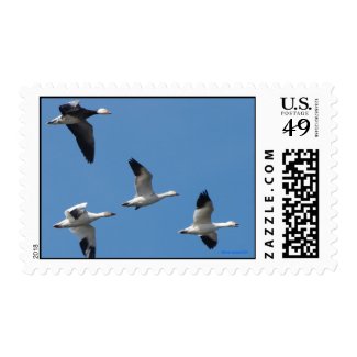 Snow Geese Postage