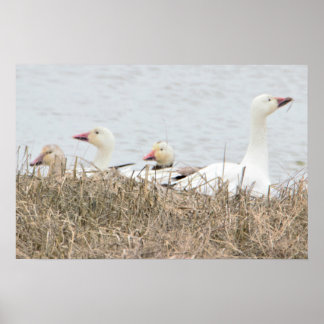 Snow Geese Poster