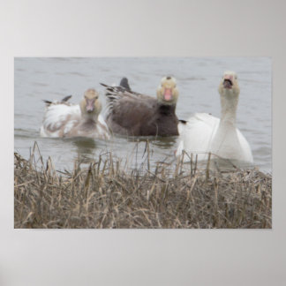 Snow Geese Poster